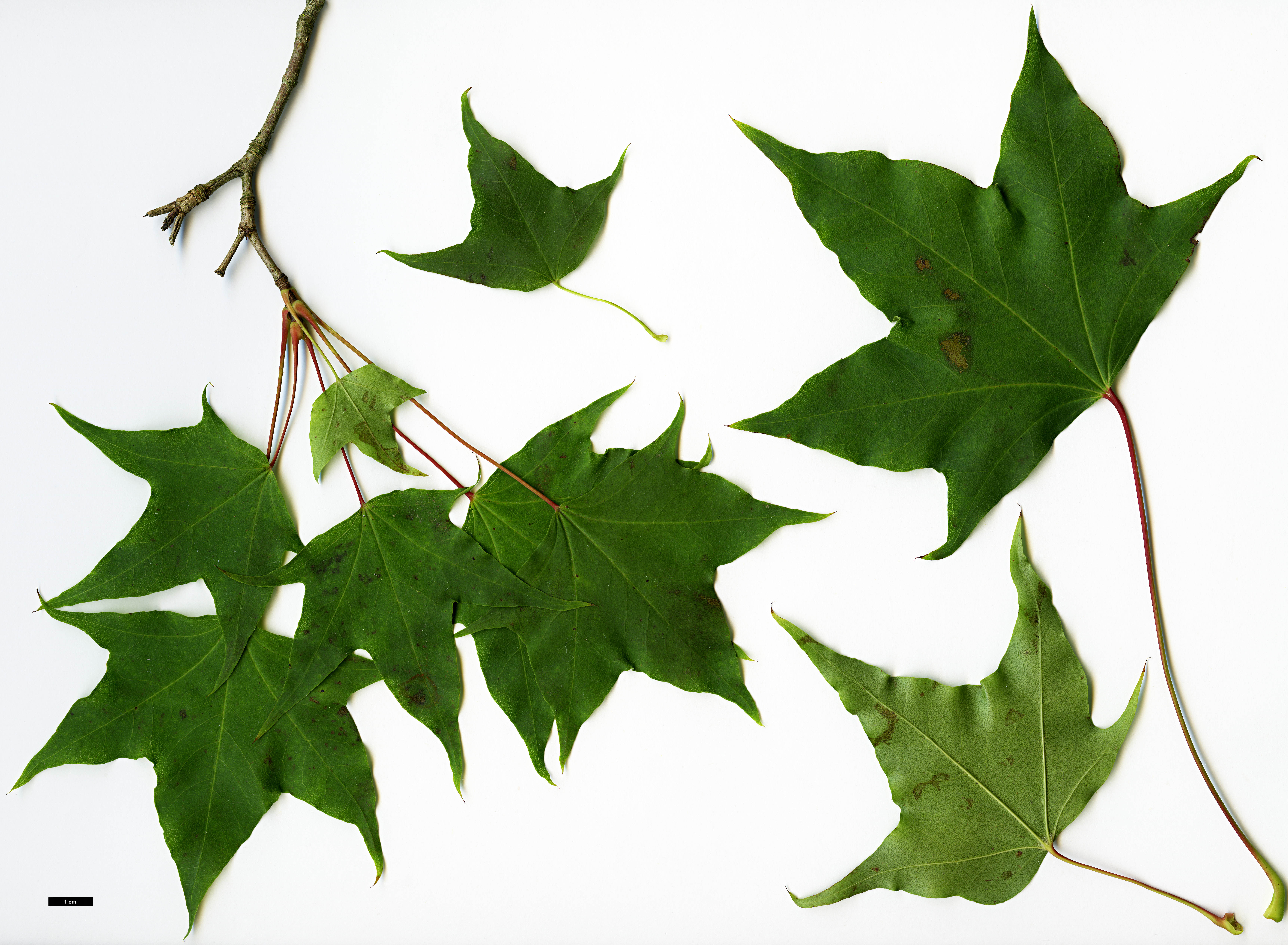High resolution image: Family: Sapindaceae - Genus: Acer - Taxon: pictum - SpeciesSub: subsp. macropterum